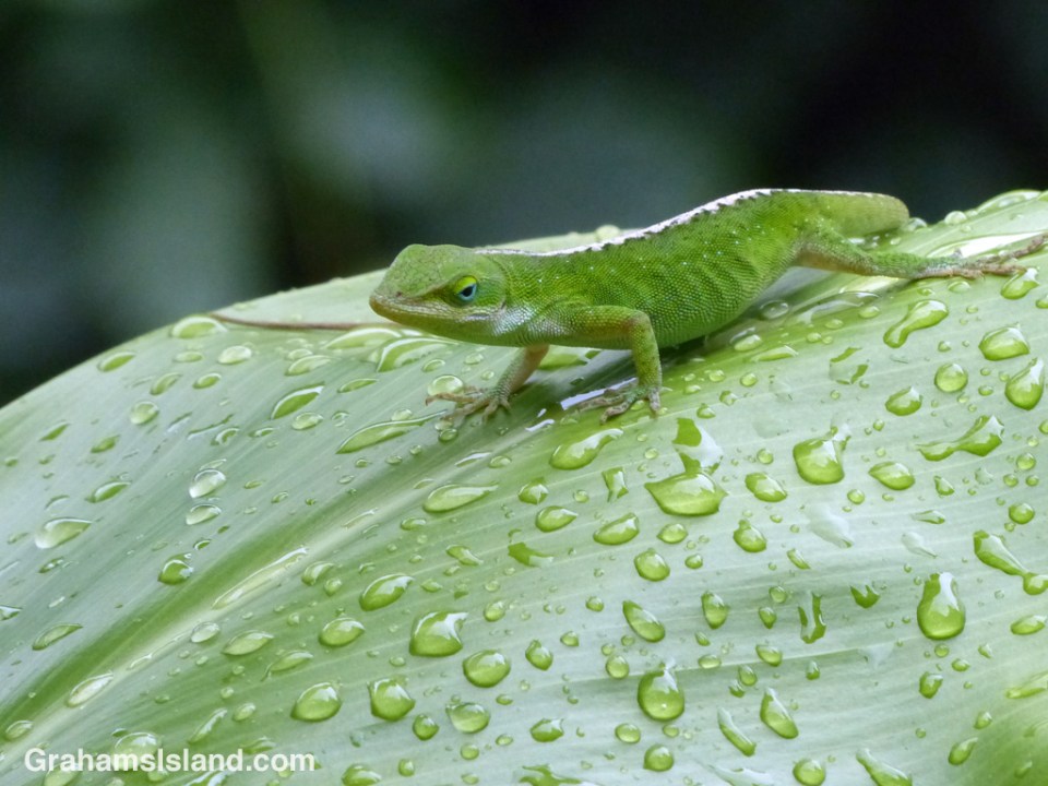 A green anole surveys the scene from a raindrop covered ti leaf.