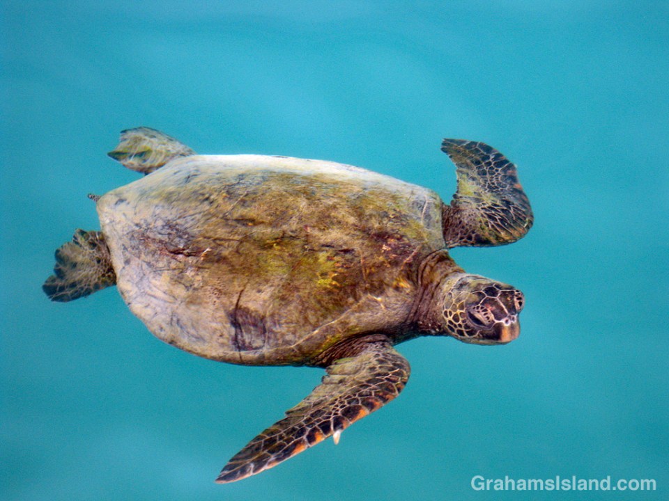 A green turtle swims in the waters of the Big Island of Hawaii.