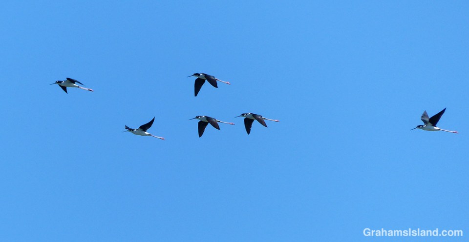Hawaiian Stilts flying at Kaloko-Honokohau National Historical Park