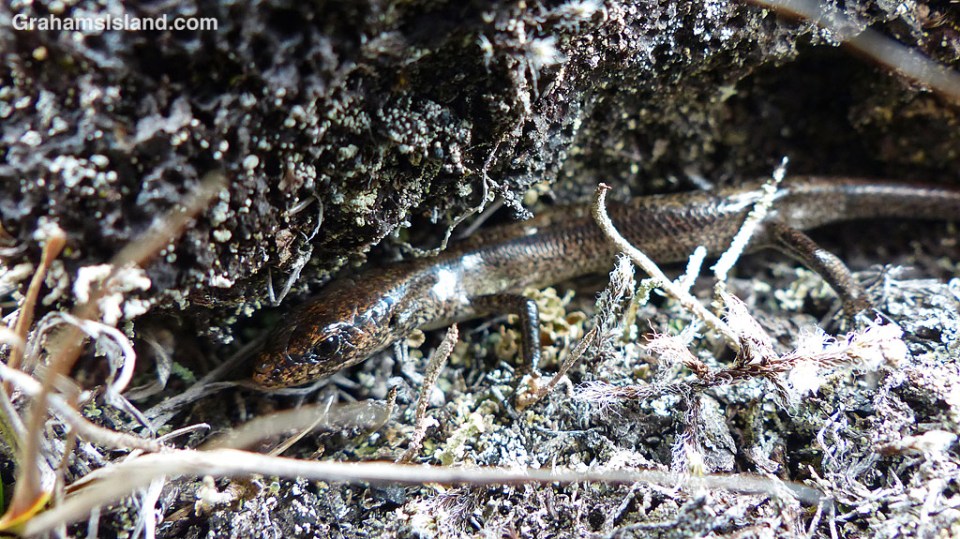 A metallic skink peeks out from under a lava ledge.
