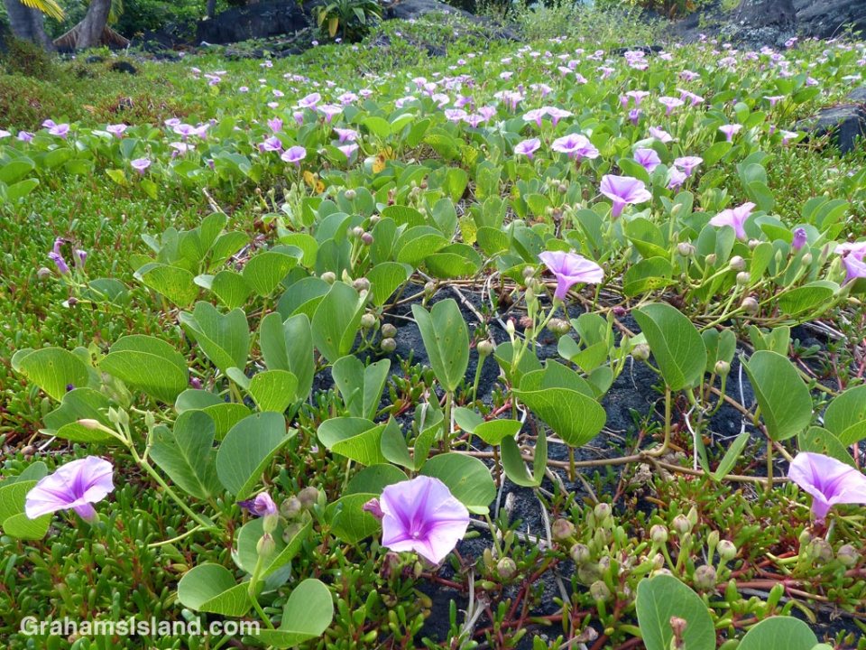 Morning glory vines at Pu'uhonua o Hōnaunau National Historical Park.