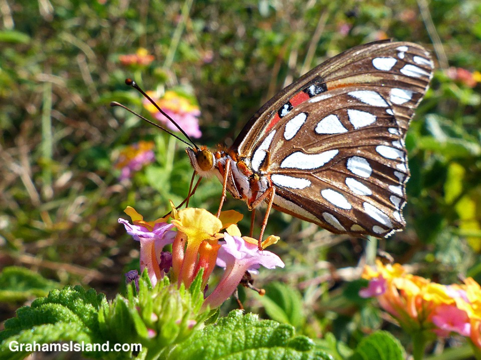 A passion vine butterfly foraging on lantana flowers.
