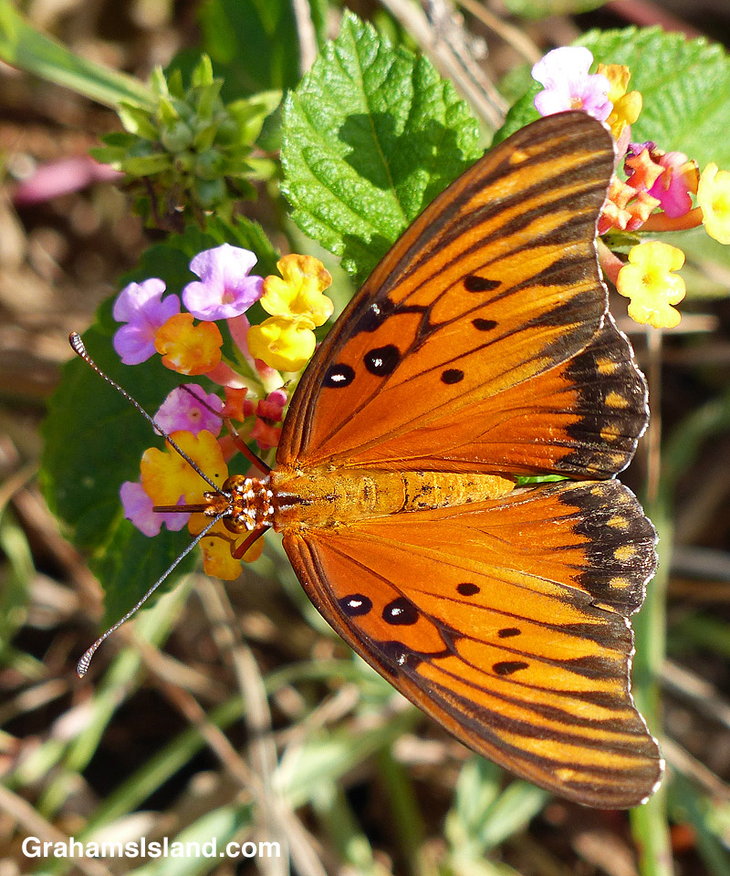 A passion vine butterfly foraging on lantana flowers.