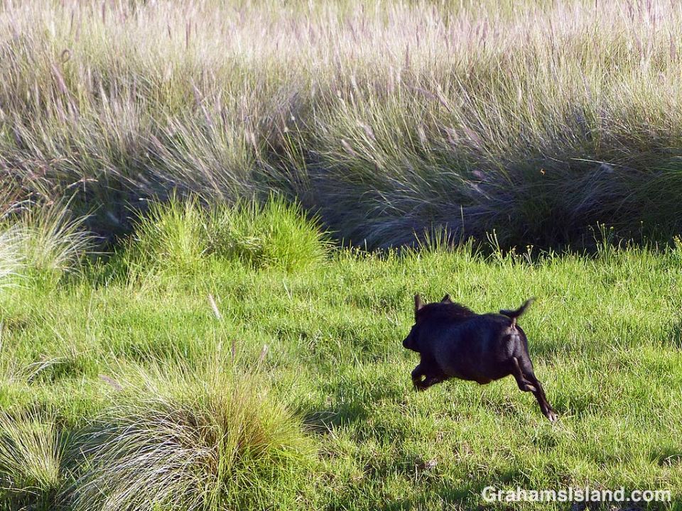 A wild pig runs off at Pu'u Wa'awa'a on the Big Island of Hawaii