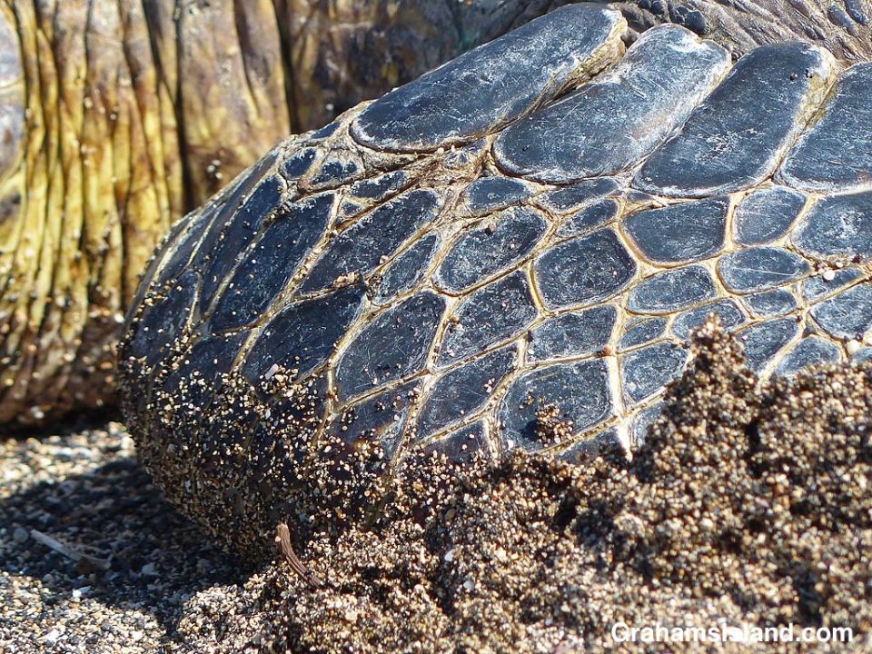 The flipper of a Hawaiian green turtle.
