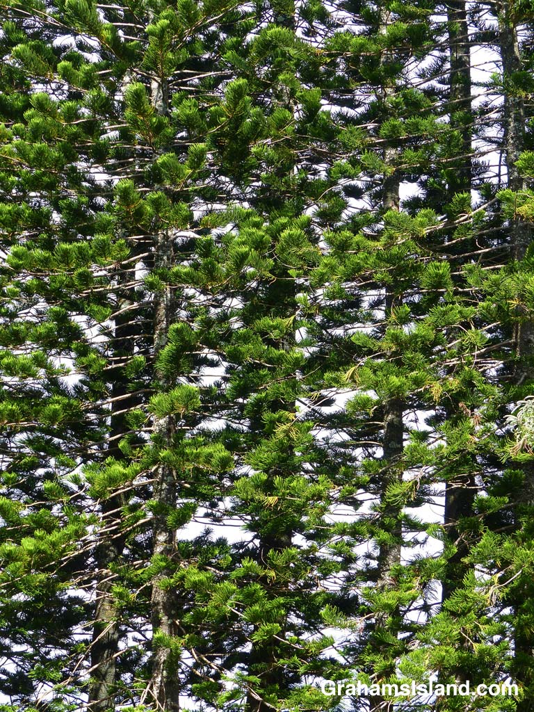 Cook pines form a tall wall