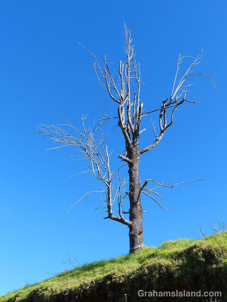 A dead tree stands out on Pu'u Wa'awa'a