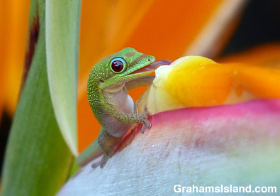 A gold dust day gecko drinks from a bird of paradise flower.