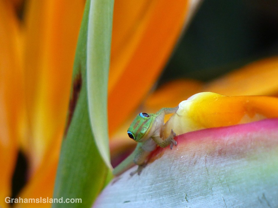 A gold dust day gecko sits on bird of paradise flower.