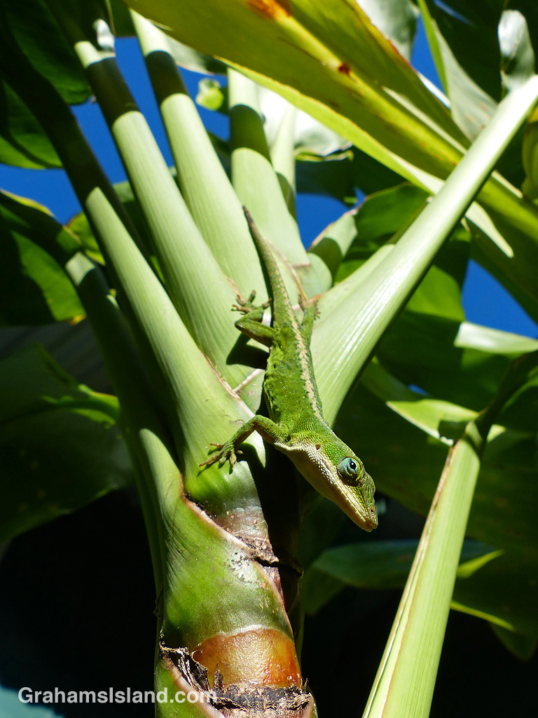 A green anole on a ti plant