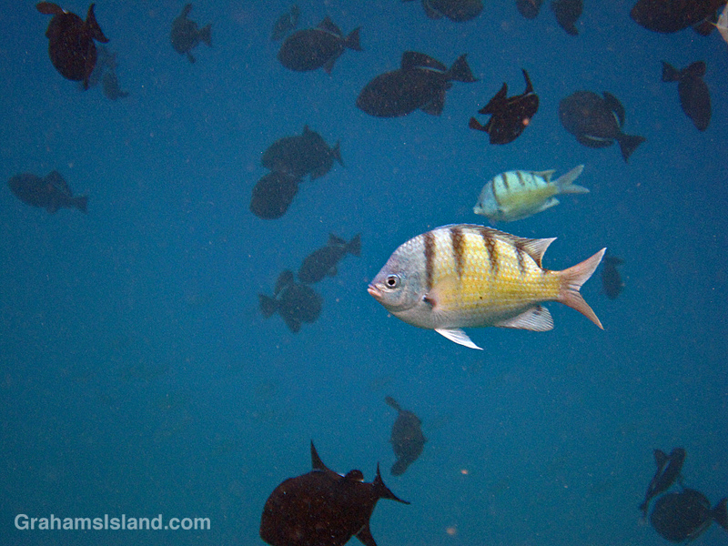 Fish feed near the surface of the water off the Big Island of Hawaii.