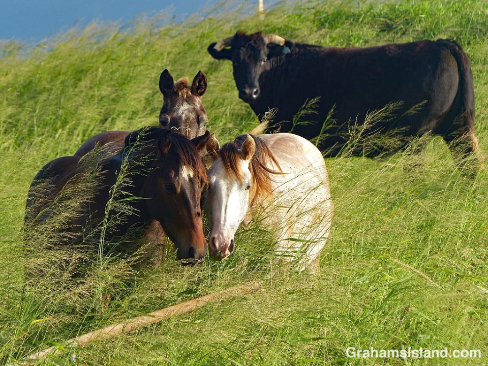 Horses and a surprised steer