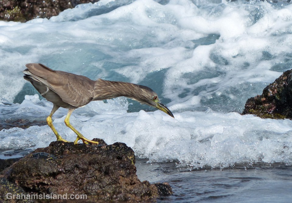 A Juvenile Black-crowned Night Heron fishes