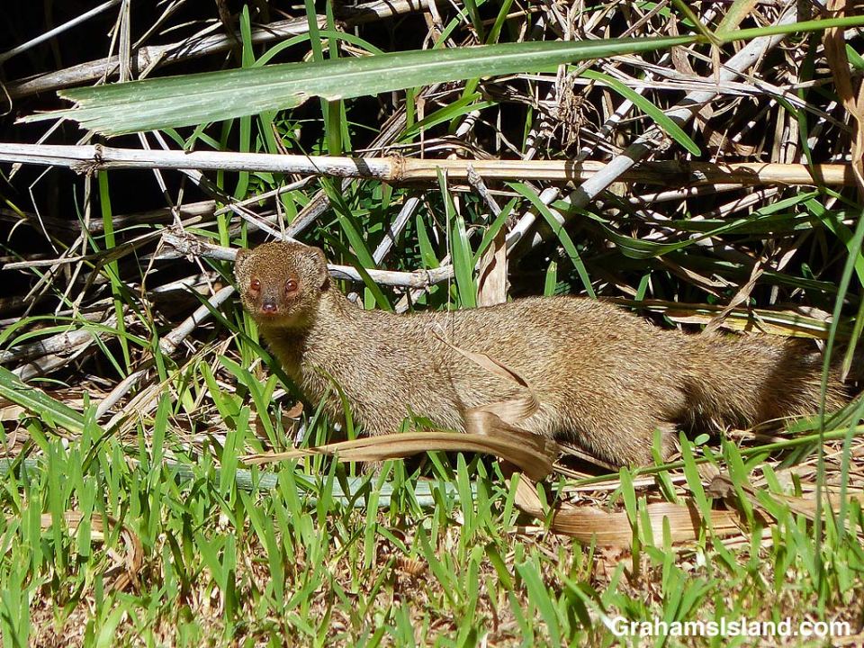 A mongoose stands in the morning sun.