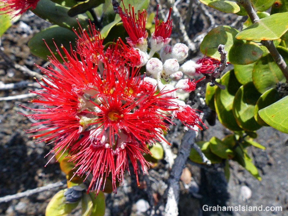 An ohia flower