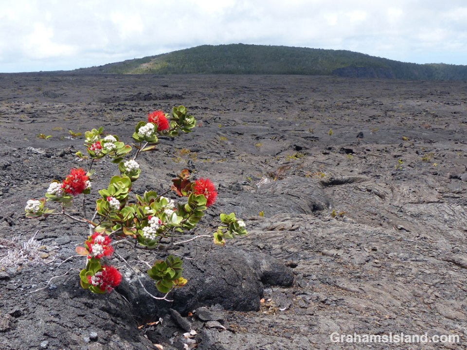 An ohia tree grows in a lava flow