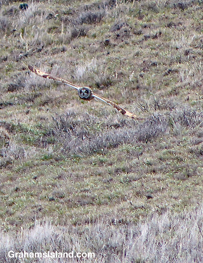 A Hawaiian short-eared owl flies over the ground.