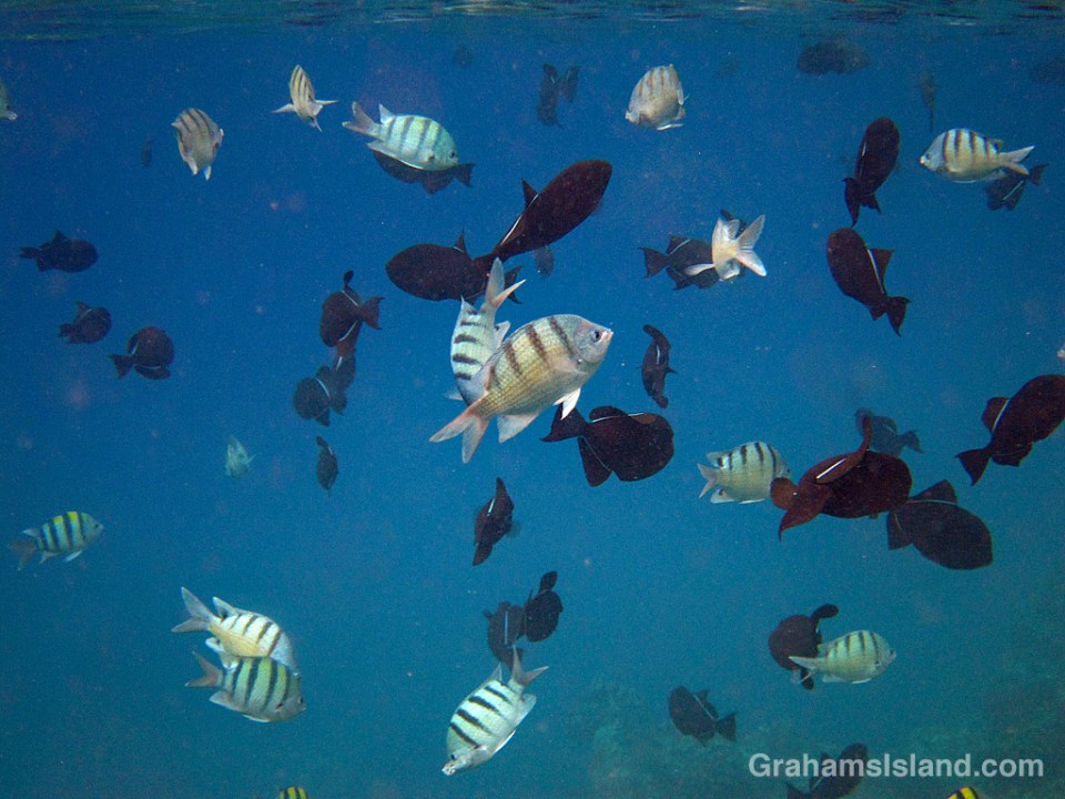 Fish feed near the surface of the water off the Big Island of Hawaii.