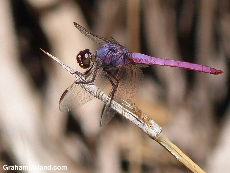 A pink and purple roseate skimmer dragonfly perches on a broken stalk of cane grass.