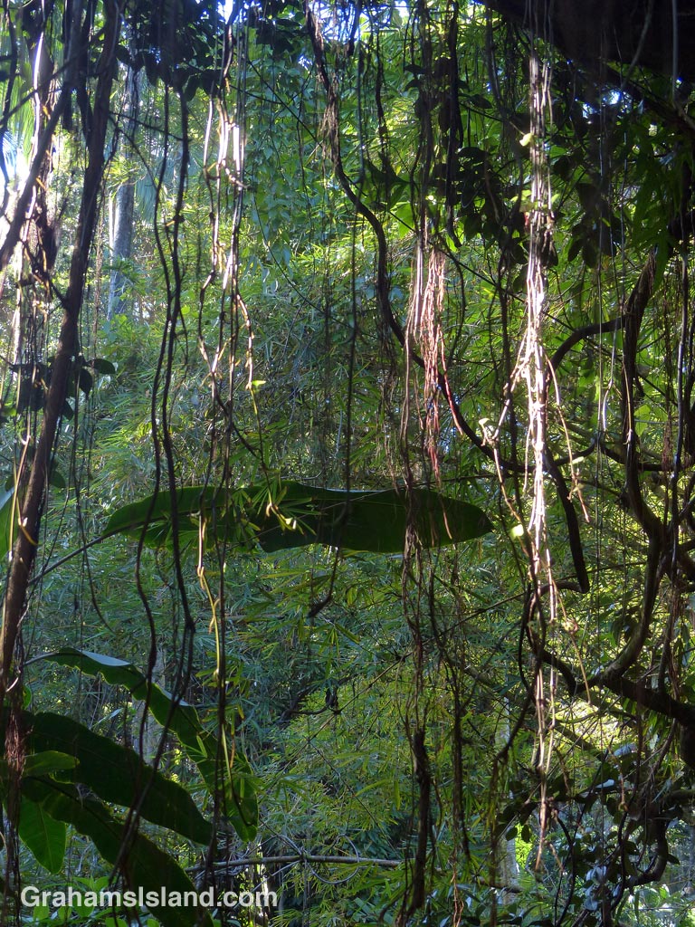 Tropical foliage illuminated by a shaft of sunlight