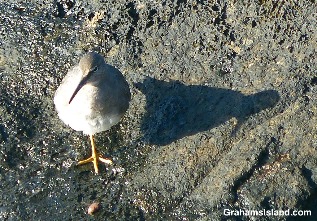 A wandering tattler casts a shadow.