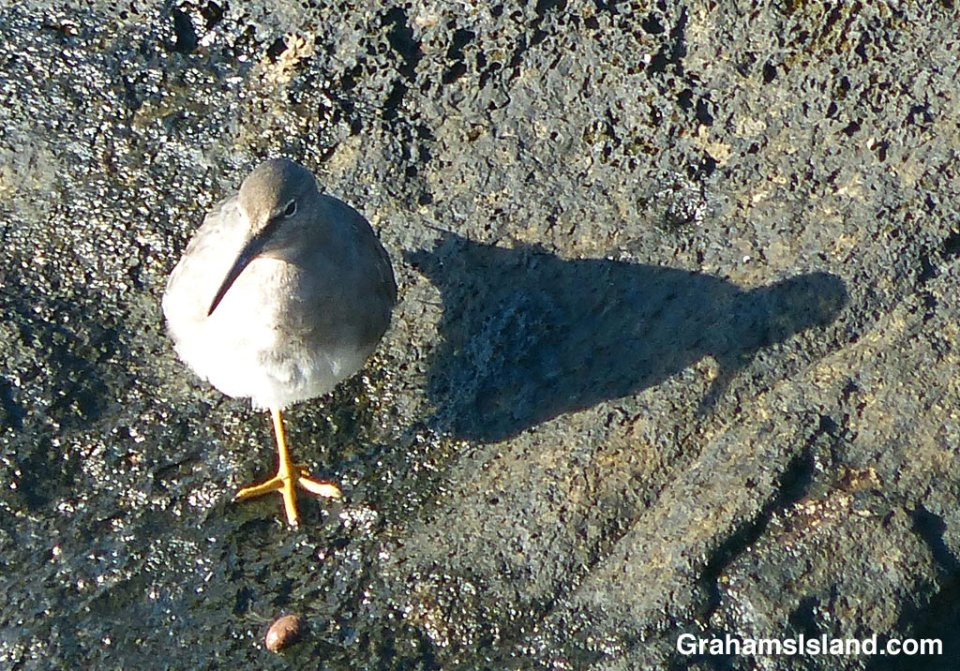 A wandering tattler casts a shadow.