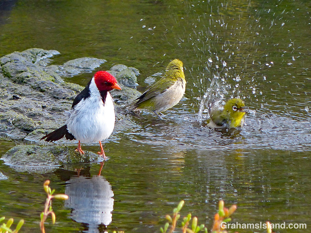 Birds bathing in a pond at Place of Refuge