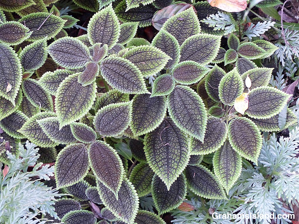 The foliage of a Moon Valley plant