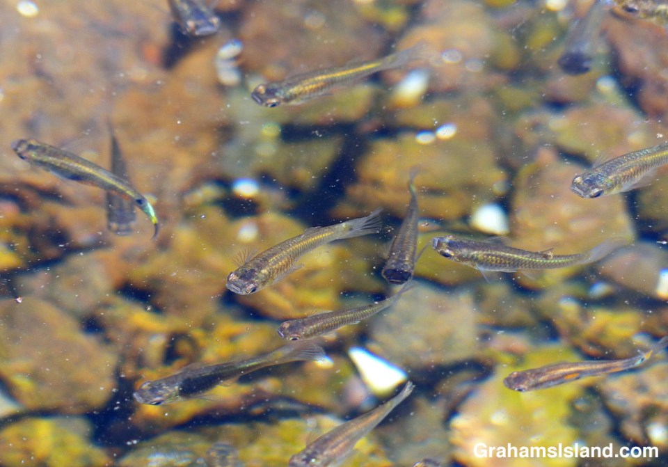Little fish in a pond at Kaloko-Honokohau National Historical Park
