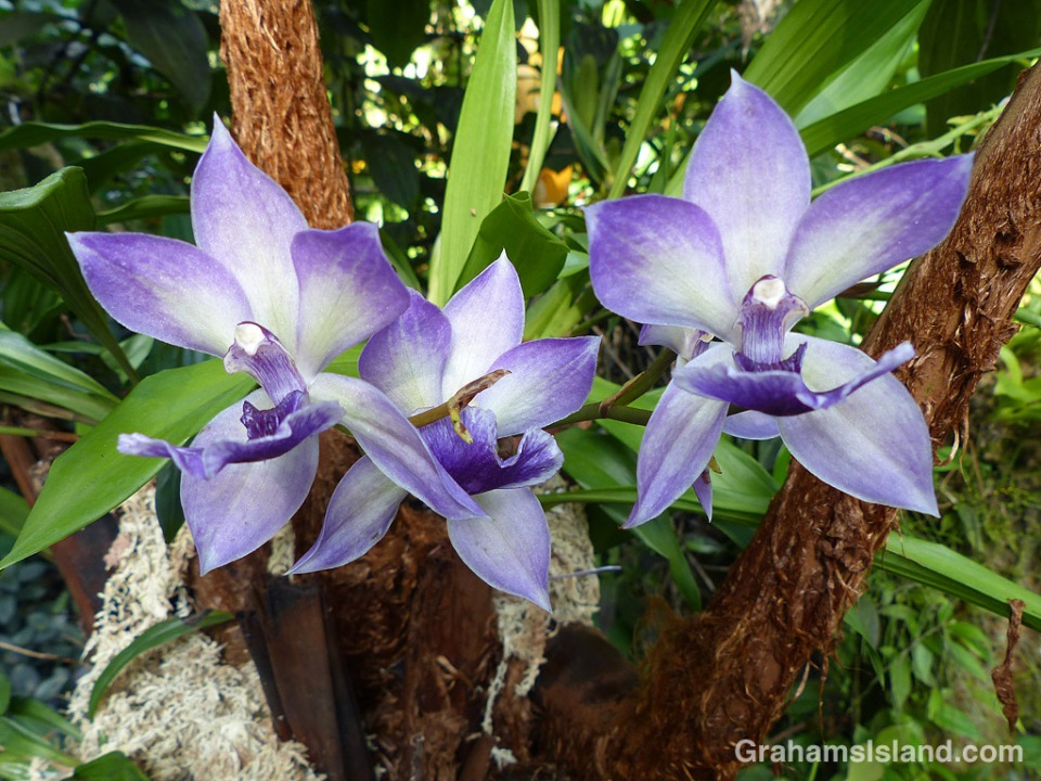A Zygonisia Cynosure Orchid blooms at Hawaii Tropical Botanical Garden