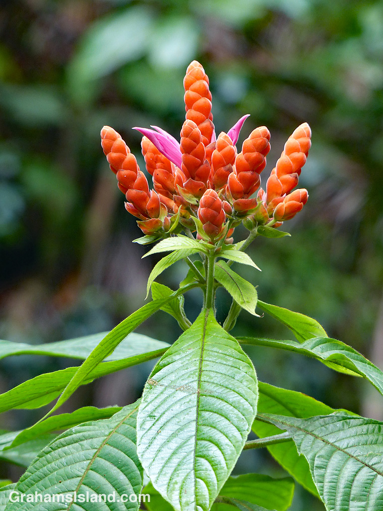 Aphelandra sinclairiana