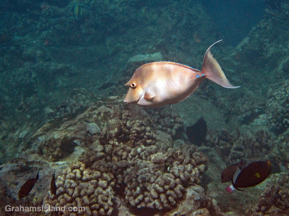 Bluespine Unicornfish