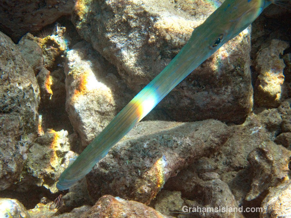 Bluespotted Cornetfish