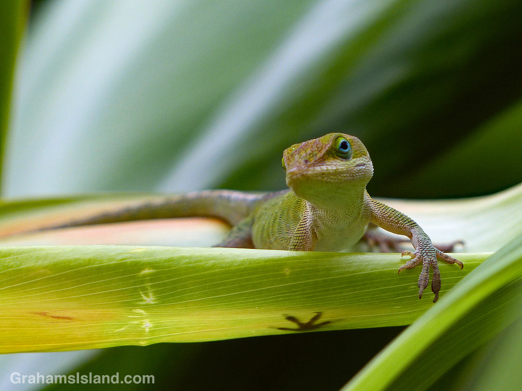 Grumpy Green Anole
