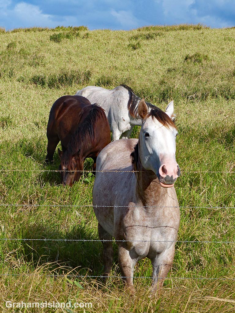 Horse waiting for a carrot