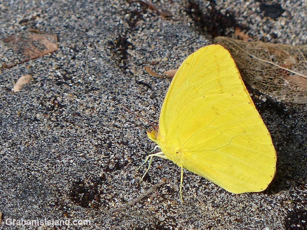 Large Orange Sulphur Butterfly on sand