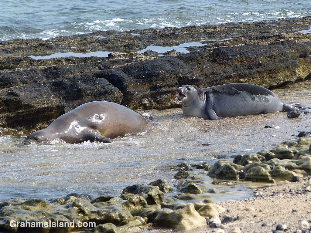 Monk seal and pup enter the water
