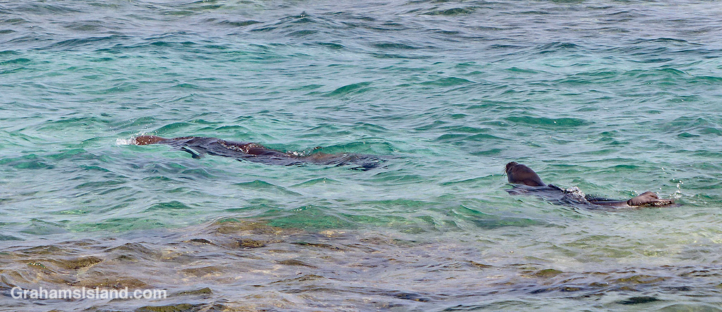 Monk seal and pup swimming