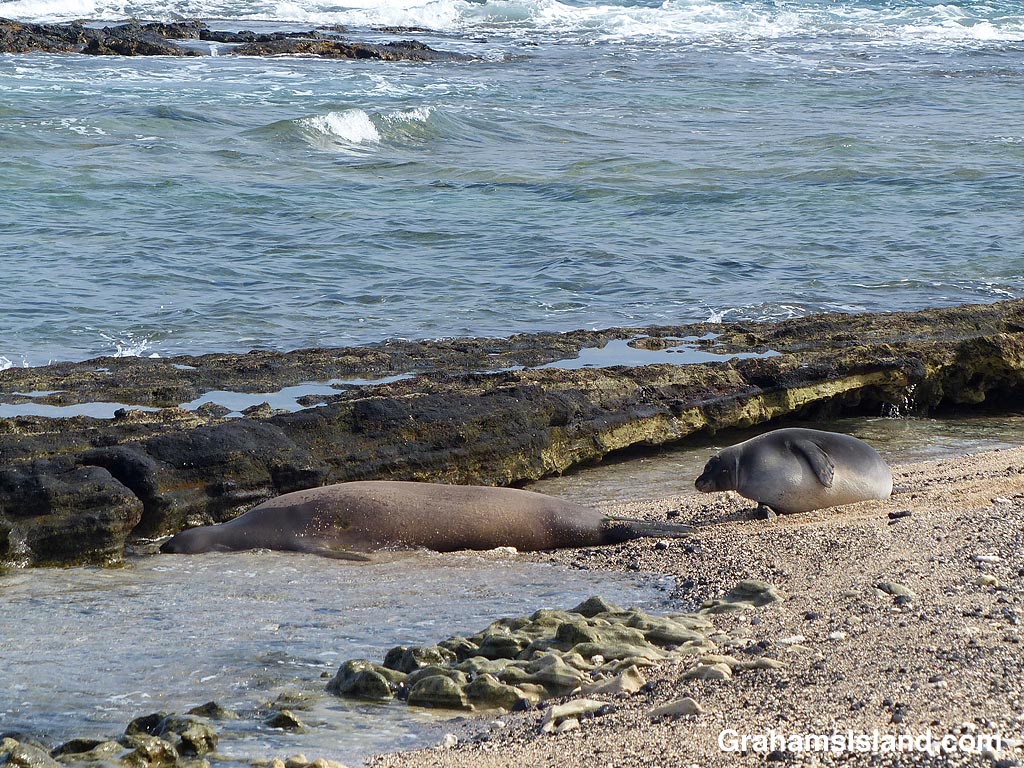 Monk seal and pup