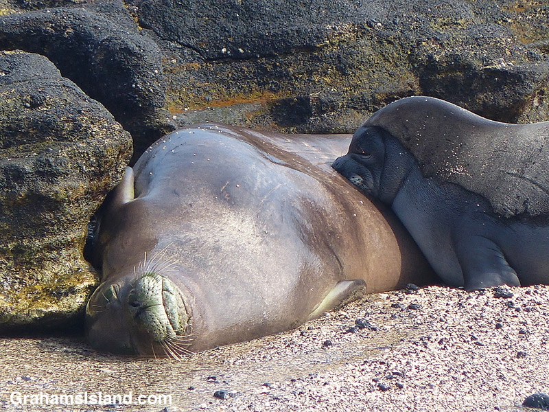 Monk seal pup feeding