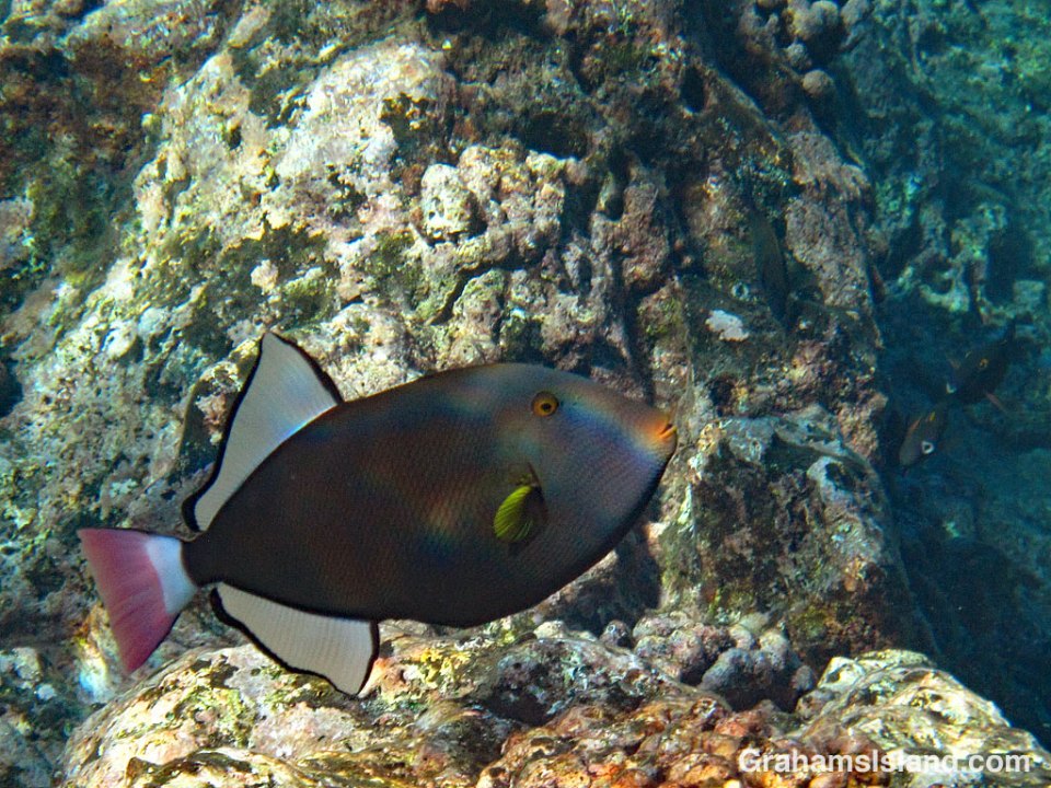 Pinktail Triggerfish