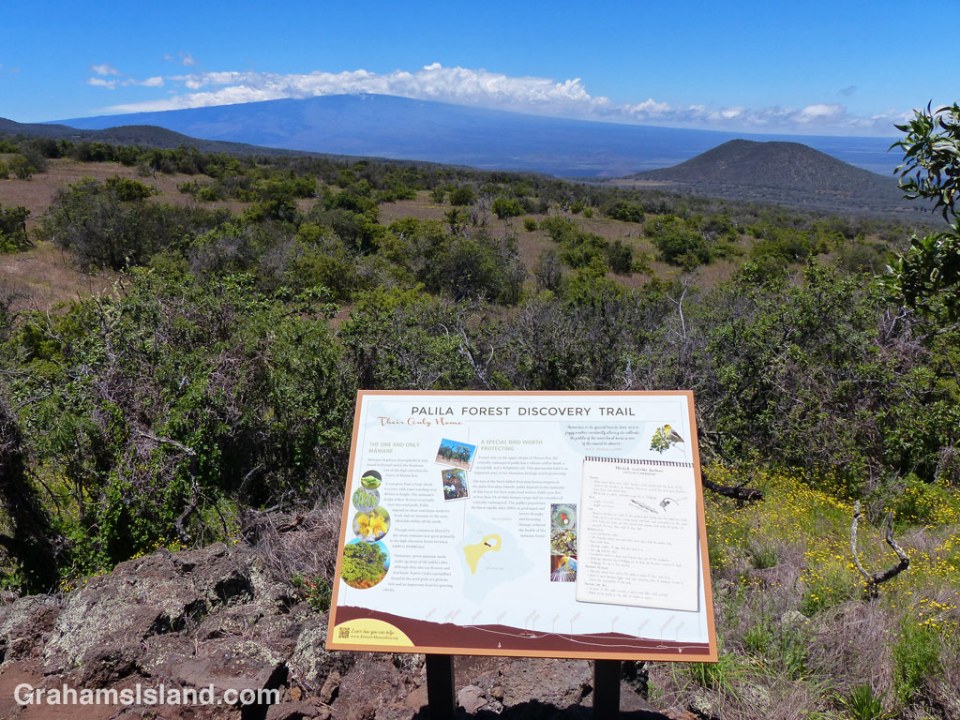 View of Mauna Loa from Palila trail