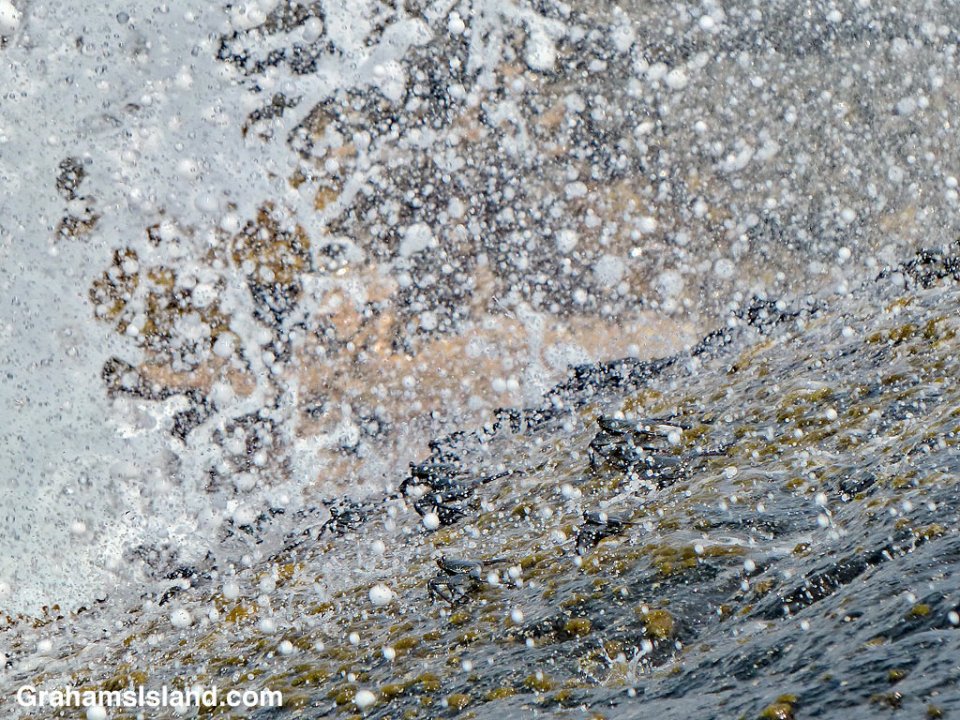 Abstracts-A'ama crabs and sea spray