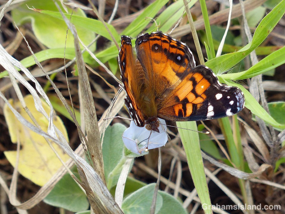 American Painted Lady Butterfly feeding
