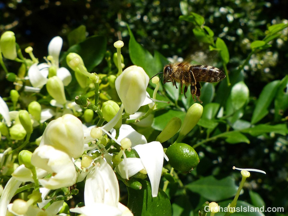 Bee flying to a mock orange