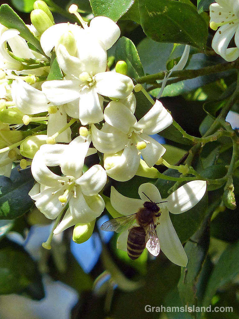 Bee on a mock orange