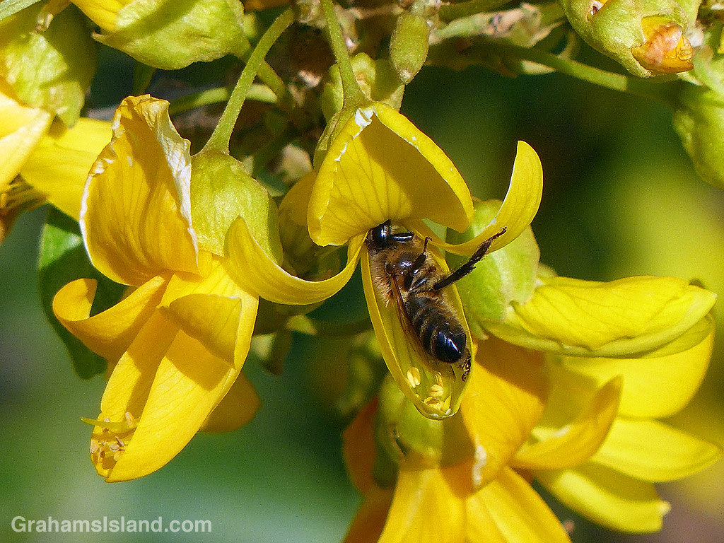Bee on Mamane Flower