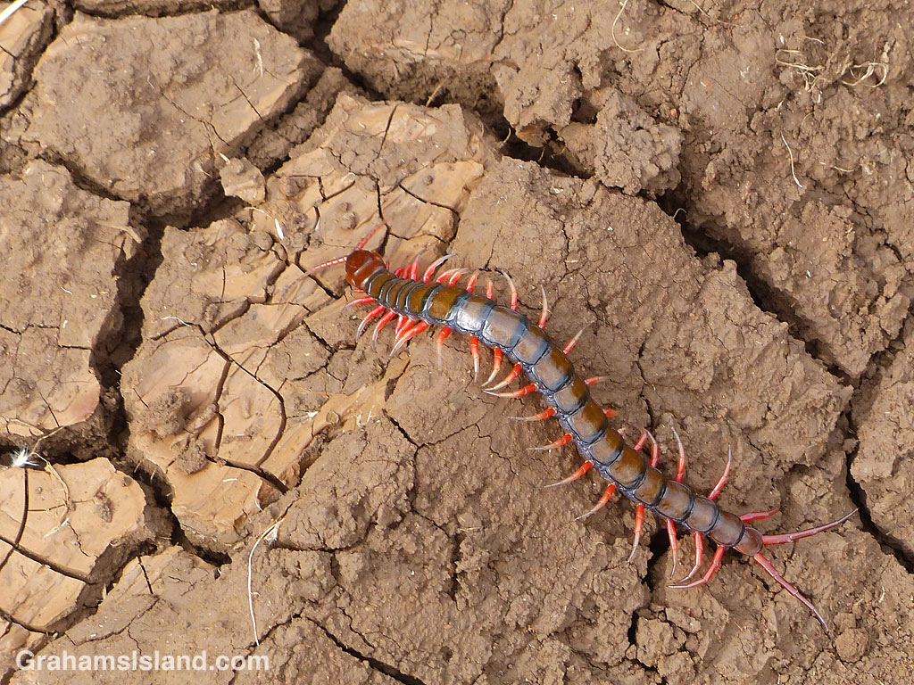 Centipede Scolopendra subspinipes