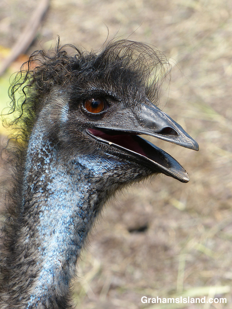 Emu