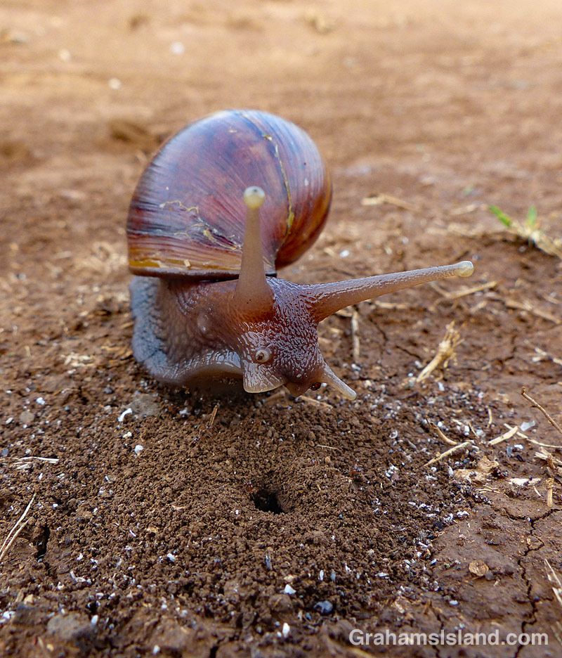 Giant African Land Snail and ants nest